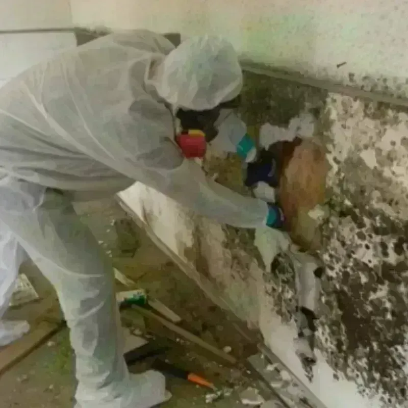 Mold Remediation and Removal in Ferrum, VA